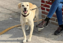 Do you have a dog or cat? Pay attention because free sterilization clinics are coming to Aguascalientes on May 12th and 13th.
